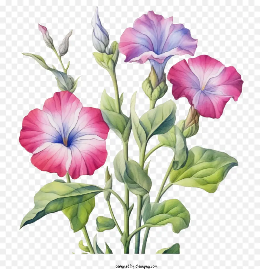 Flor De Petunia，Flores De Petunia PNG