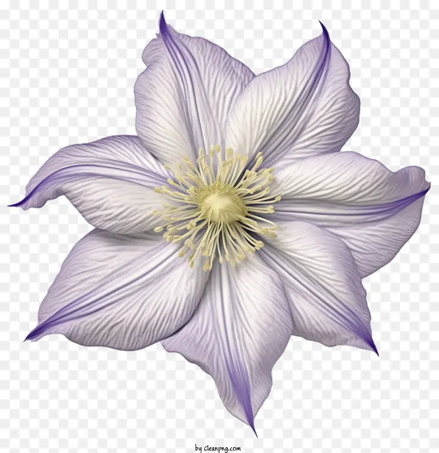 Flor De Clemátide，Morado PNG