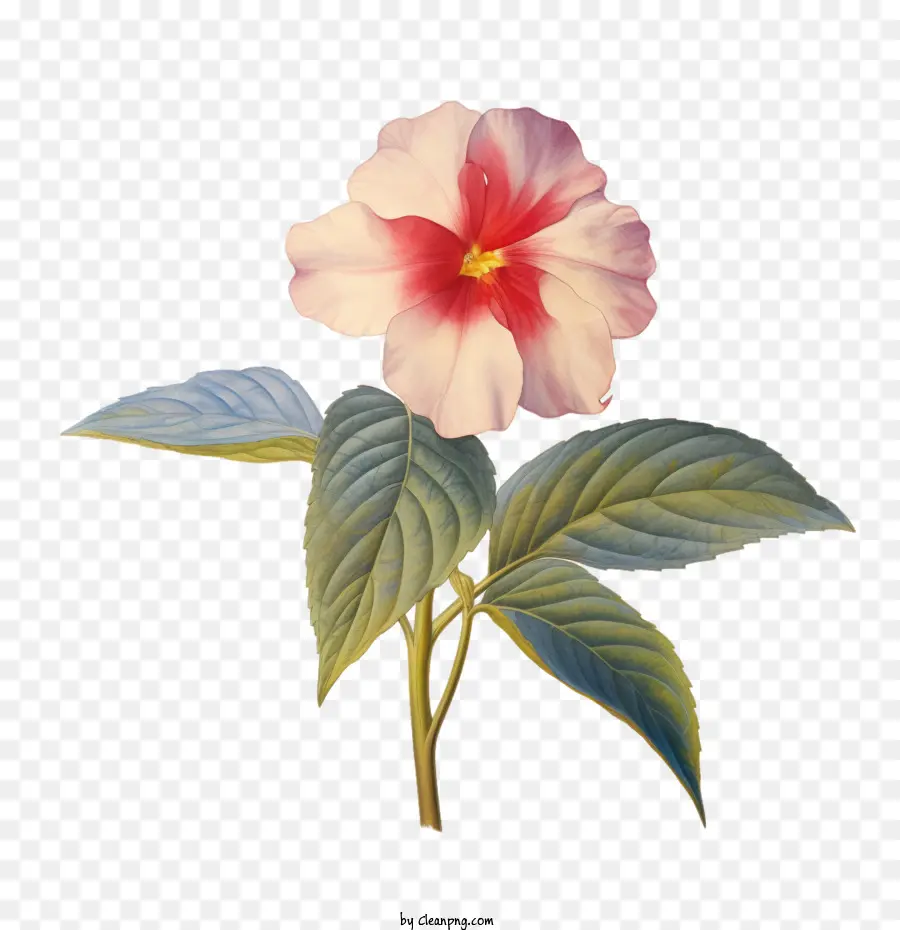 Flor Impatiens，Flor Rosa PNG