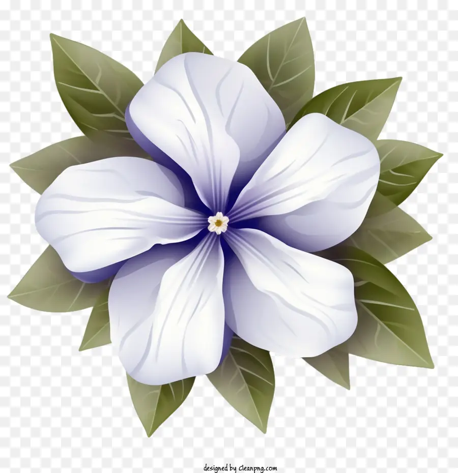 Vinca Flor，Pétalos PNG