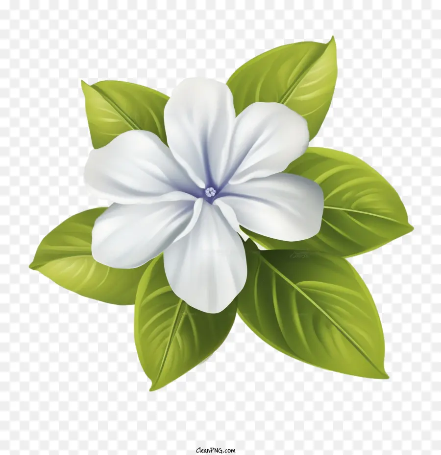 Flor De Vinca，Flor Blanca PNG