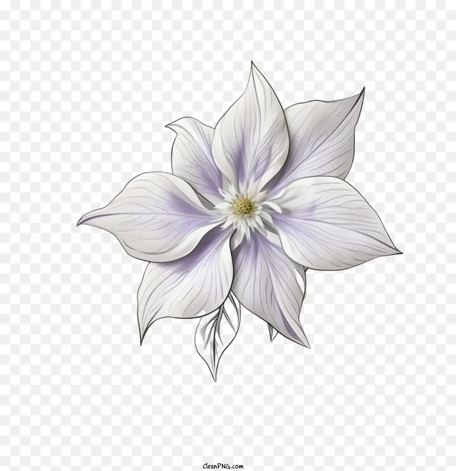 Flor Clemática，Morado PNG