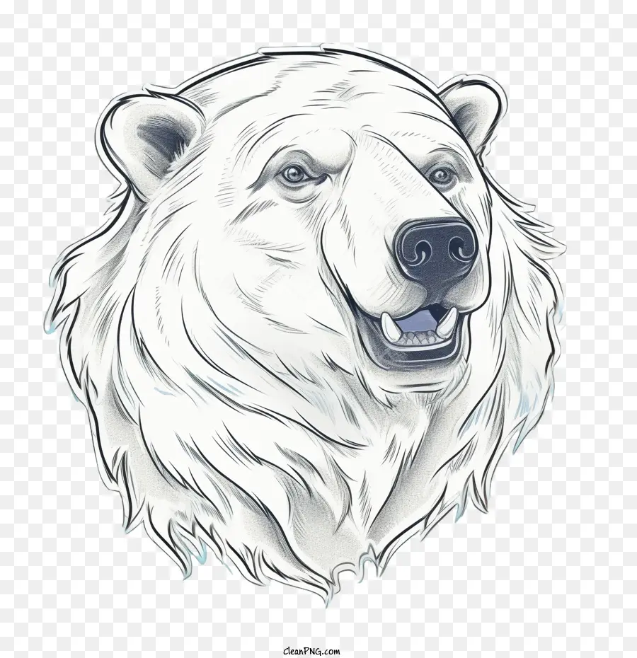 Oso Polar，Oso Blanco PNG