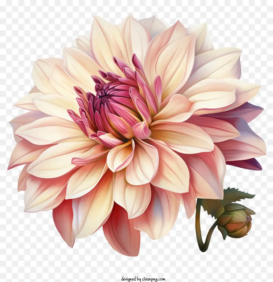 Dalia Flor，Dalia PNG