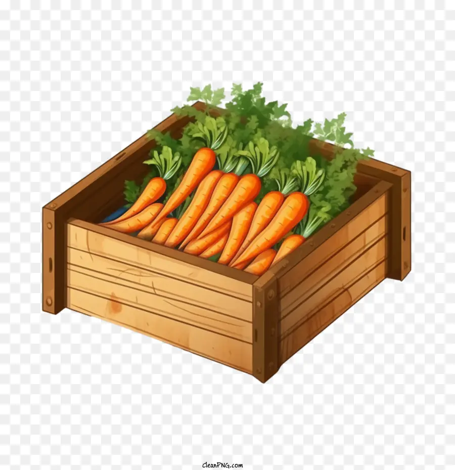 Zanahoria，Las Zanahorias PNG