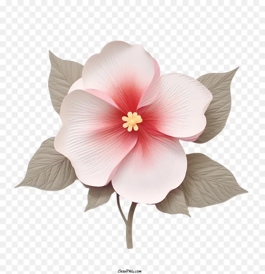 Flor Impatiens，Flor PNG