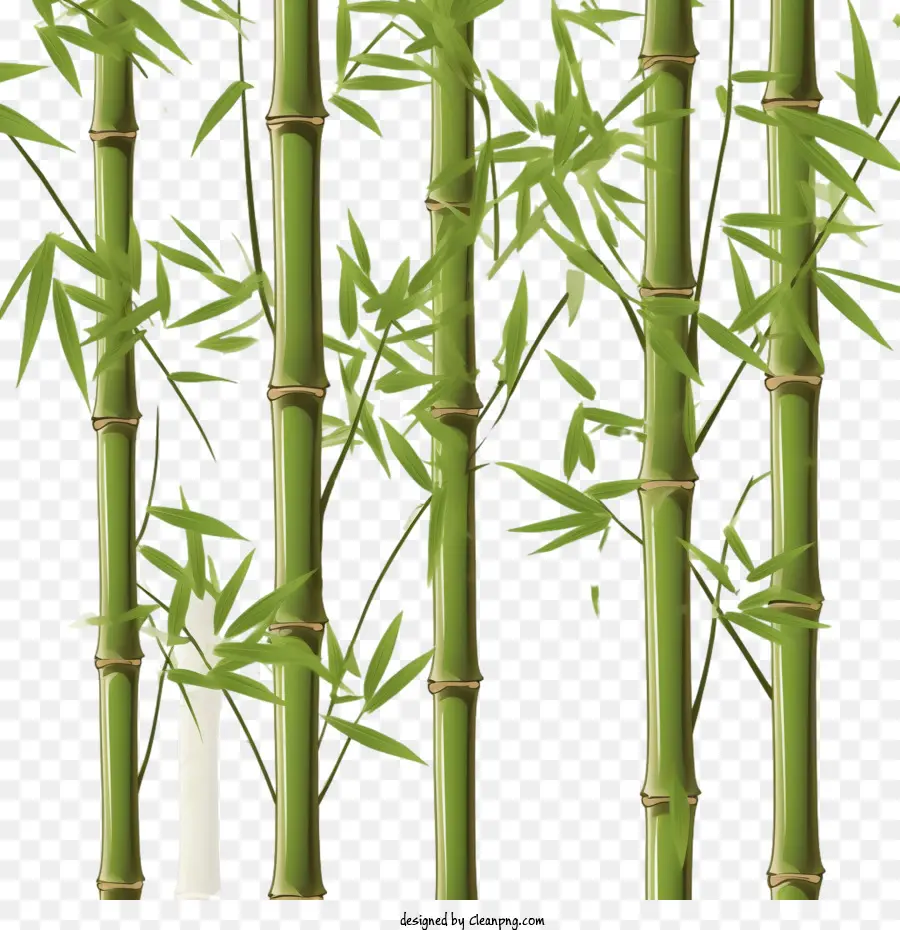 Bambú，Verde PNG