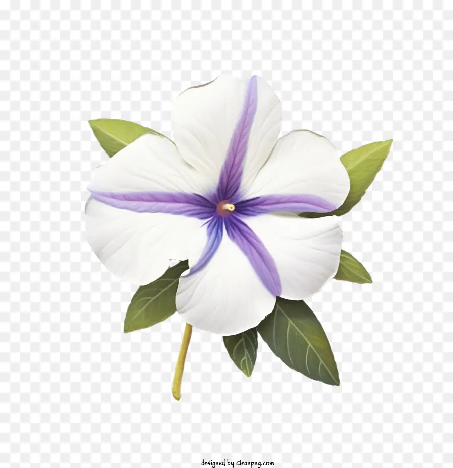 Vinca Flor，Flor Blanca PNG