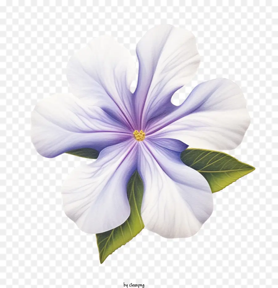 Vinca Flor，Flor PNG