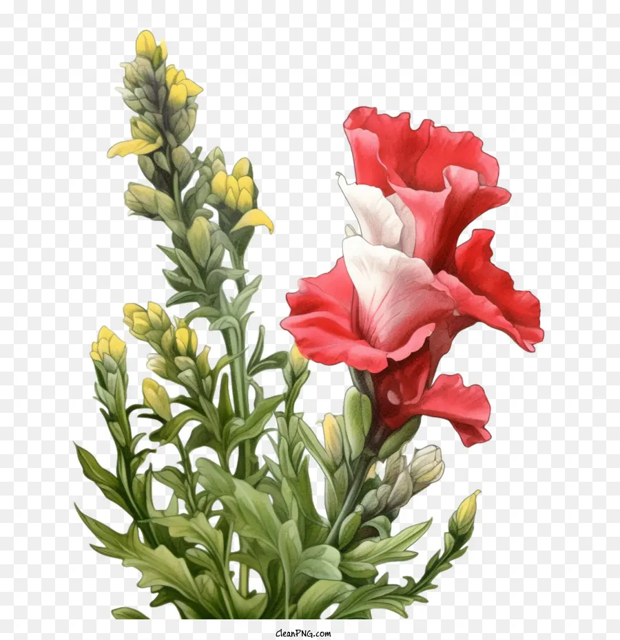 Snapdragon Flor，Flores Rojas Y Blancas PNG