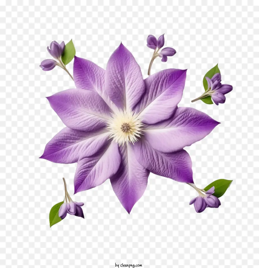 Flor Clemática，Morado PNG