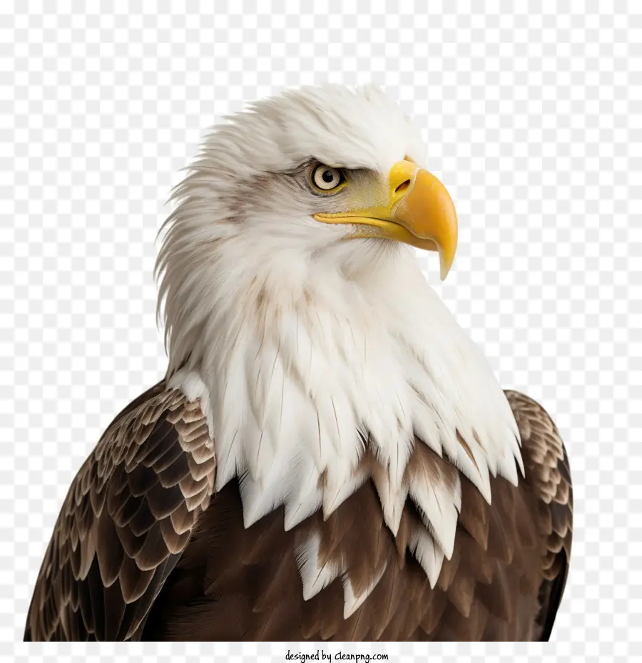 águila，águila Calva PNG