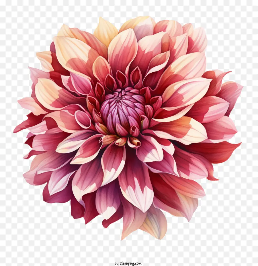 Dalia，Dalia Flor PNG