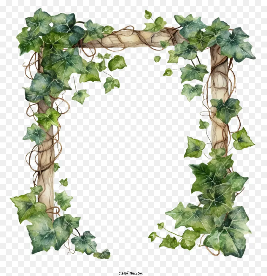 Ivy Marco，Ivy PNG