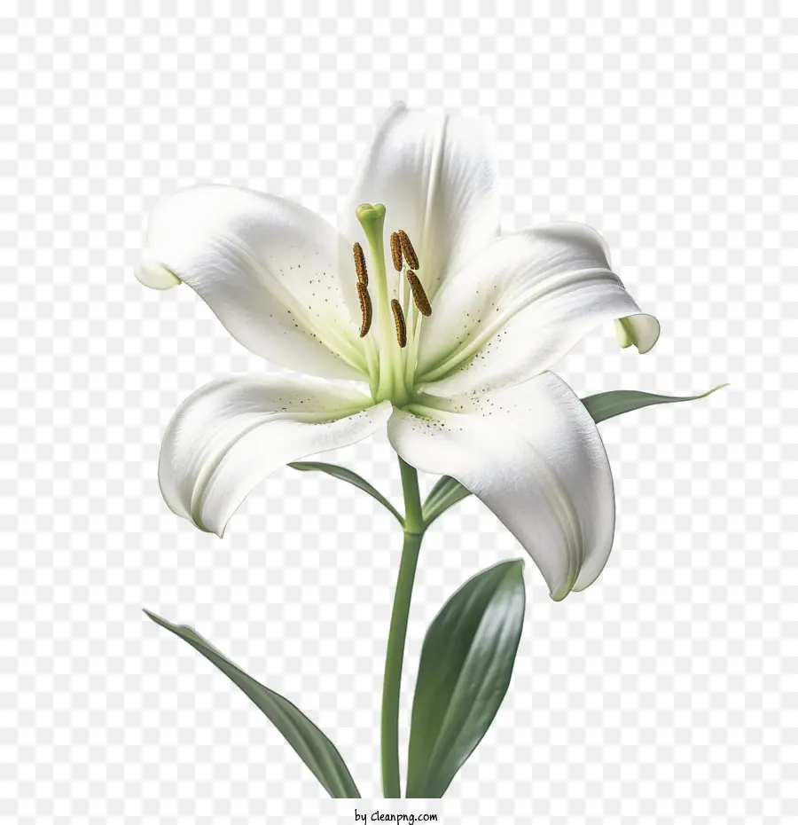 Flor De Lis，Lily PNG