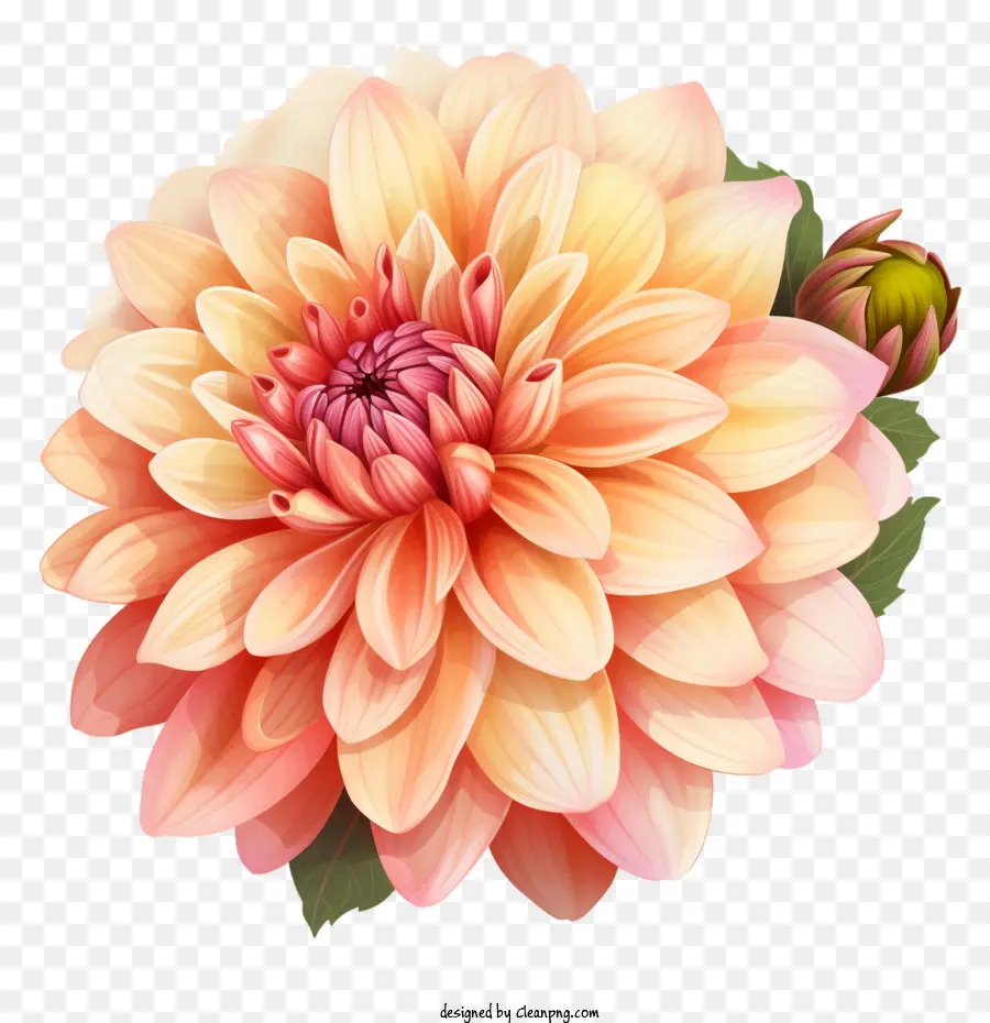 Dalia，Dalia Flor PNG