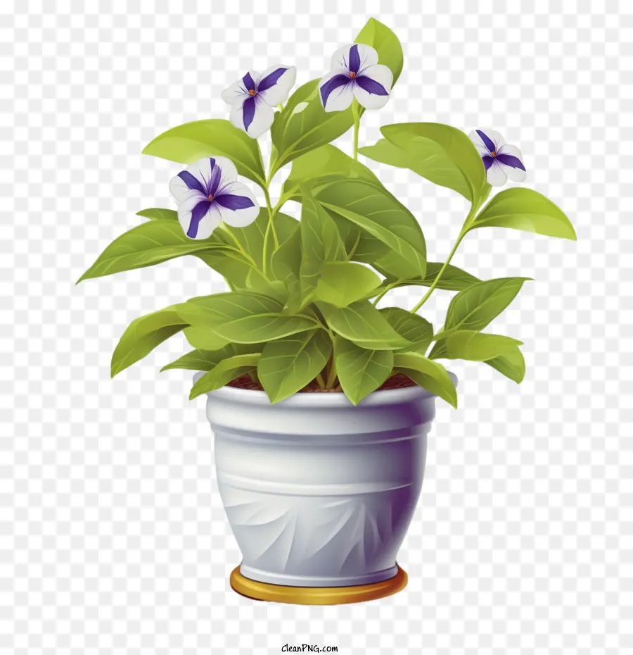 Vinca Flor，Flores PNG