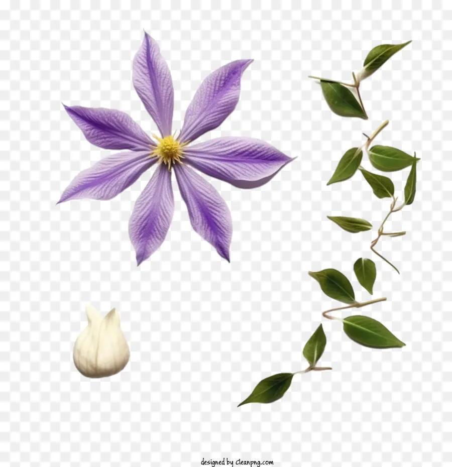 Flor Clemática，Flor PNG