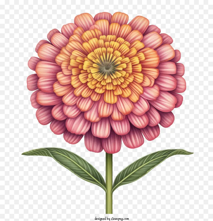 Flor De Zinnia，Flor PNG