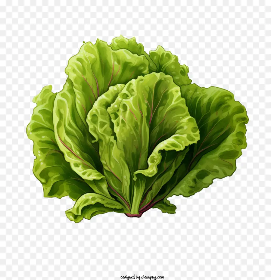 Lechuga，Verde PNG