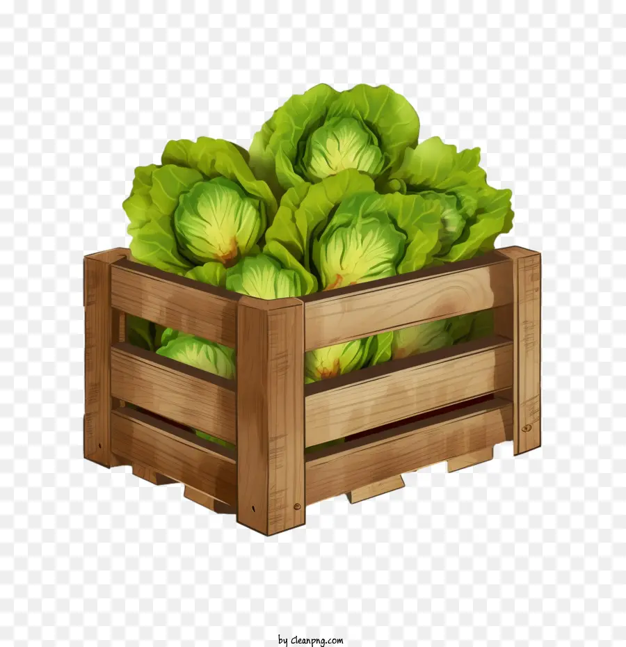 lechuga png