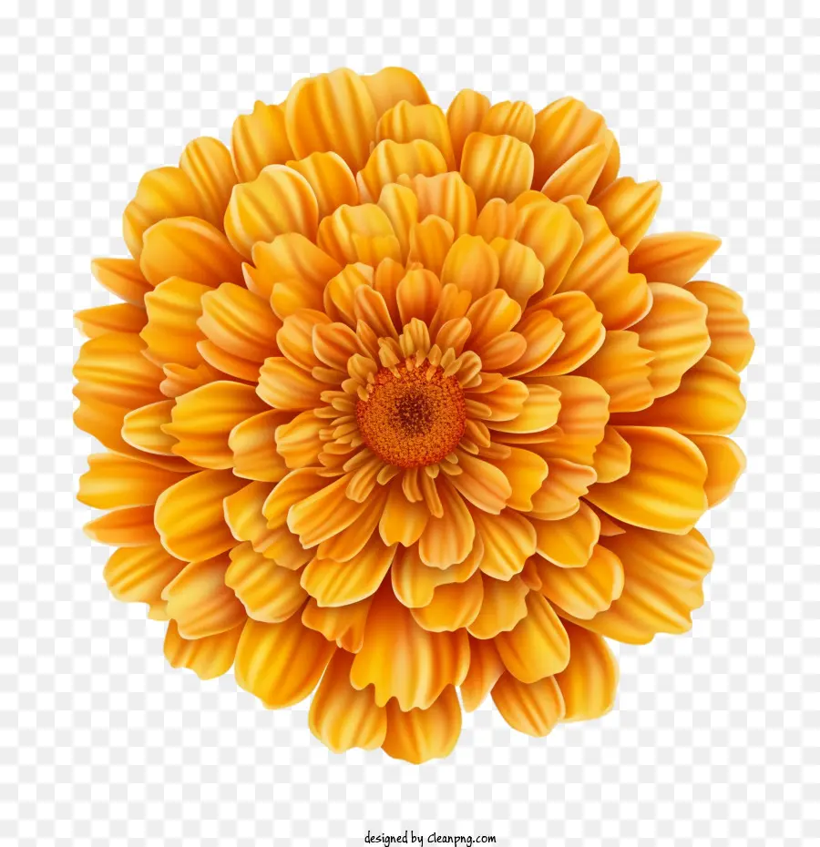 La Flor De Caléndula，Naranja PNG