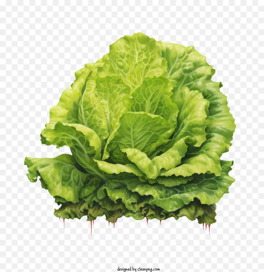 Lechuga，Vegetal PNG