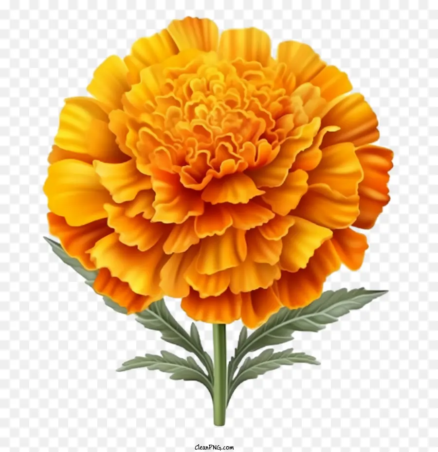 Flor De Caléndula，Flor PNG