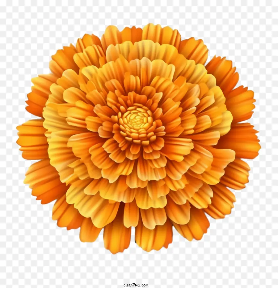 La Flor De Caléndula，Naranja PNG