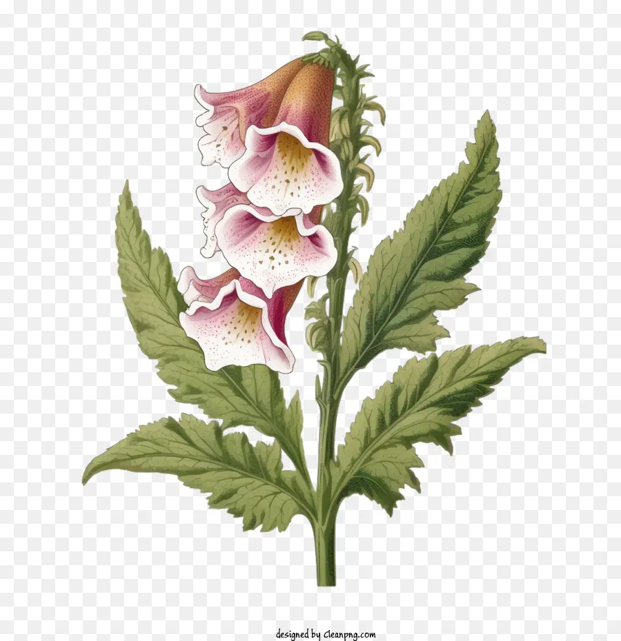 Flor De Picaja De Zorro，Digitalis PNG