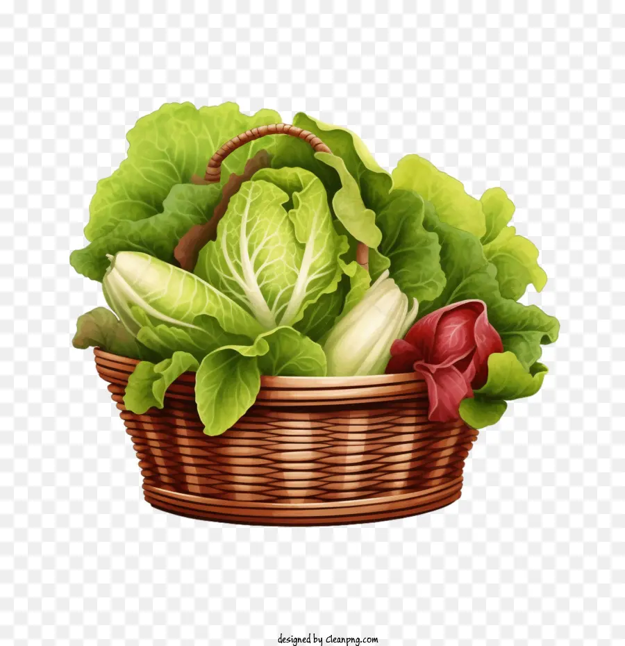 Lechuga，Repollo PNG