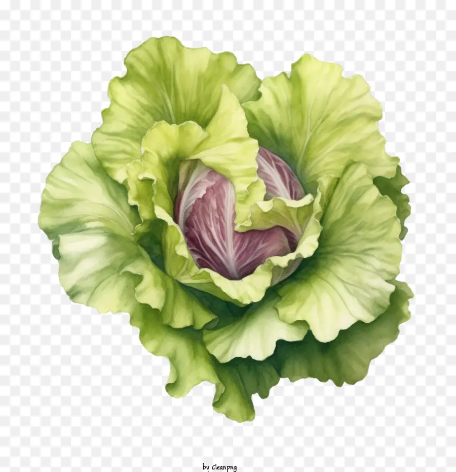 Lechuga，Pepino PNG