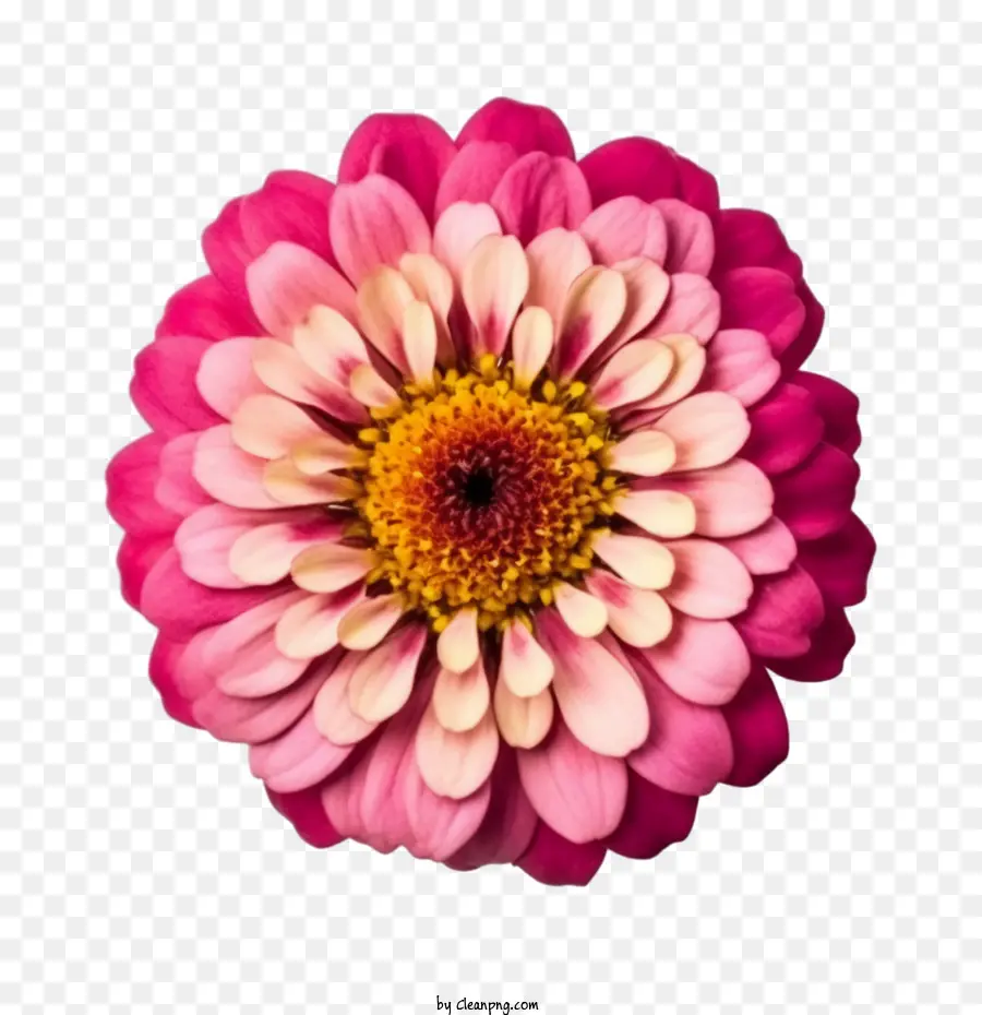 Flor De Zinnia，Flor Rosa PNG