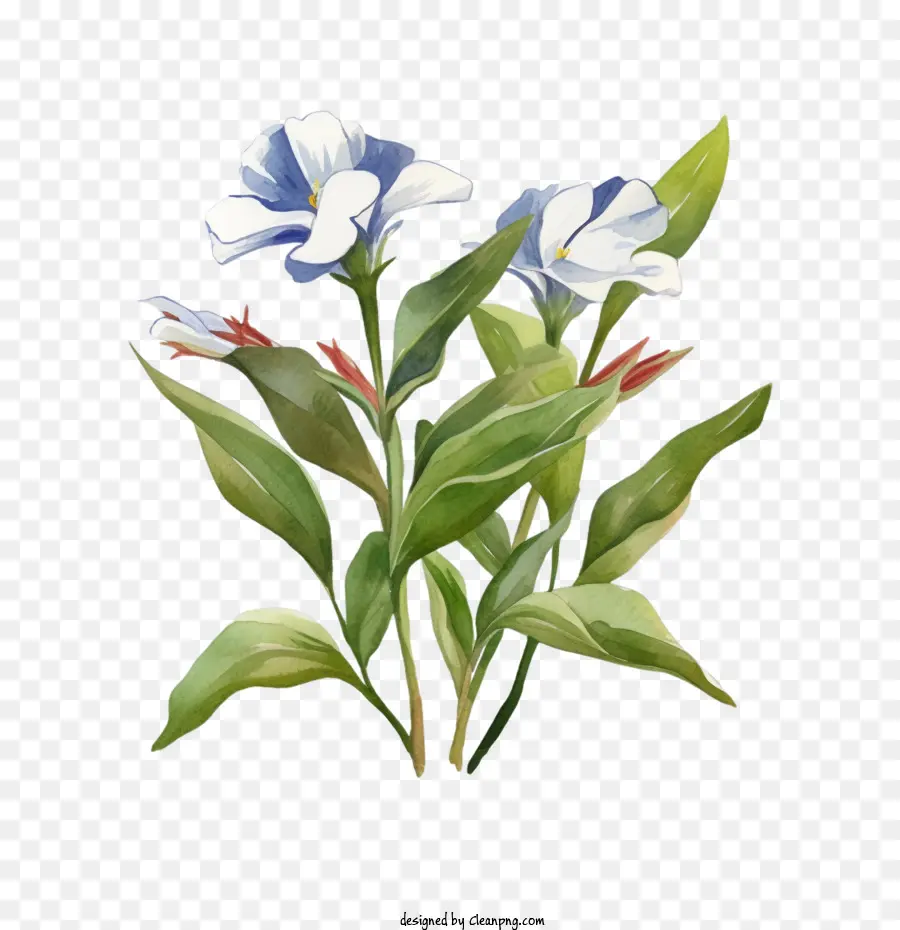 Flor De Vinca，Flores PNG