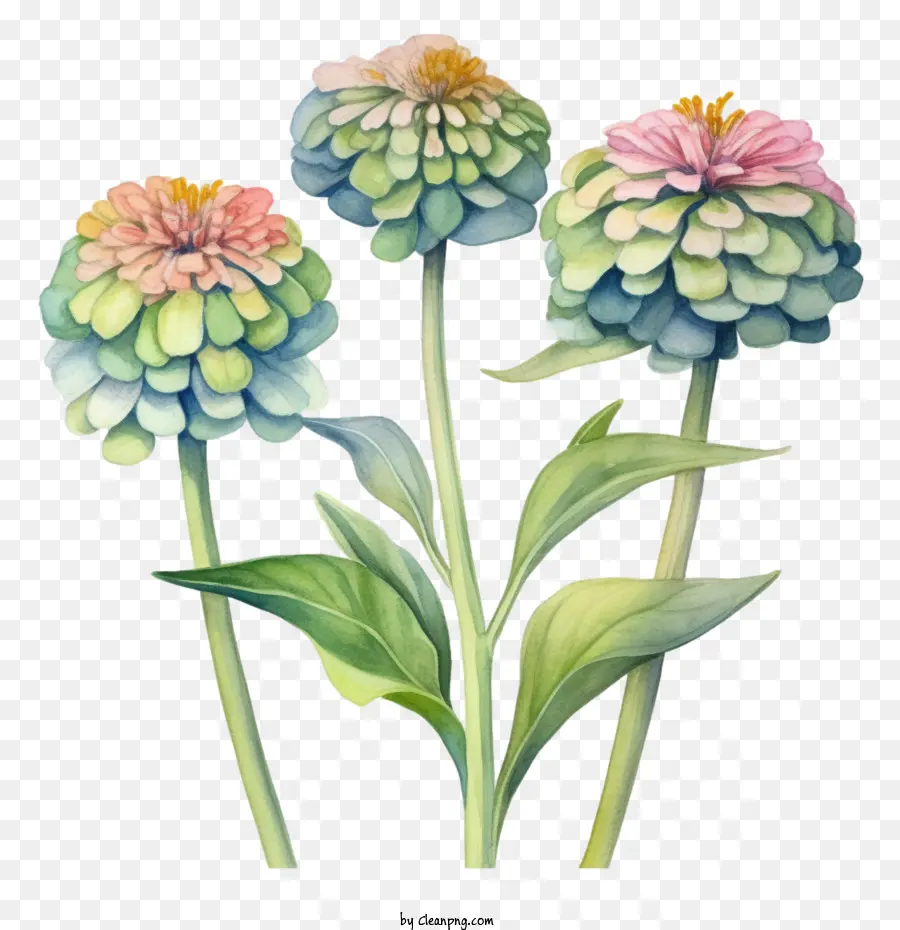 Flor De Zinnia，Flores PNG