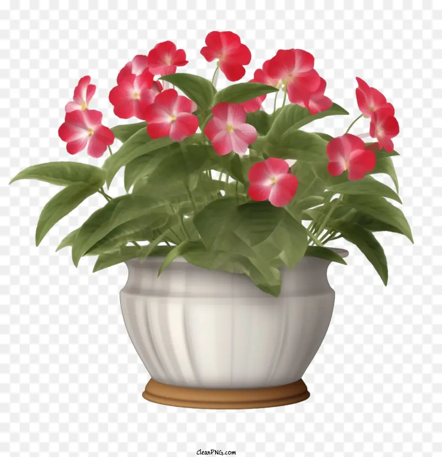 Flor Impatiens，Rojo PNG