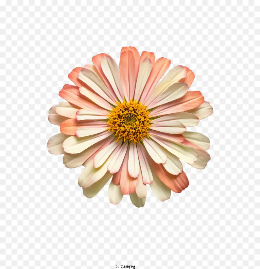 Flor De Zinnia，Flor PNG