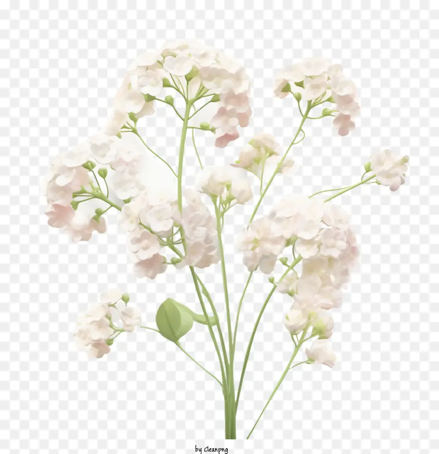 Bebé De La Respiración De La Flor，Ramo PNG