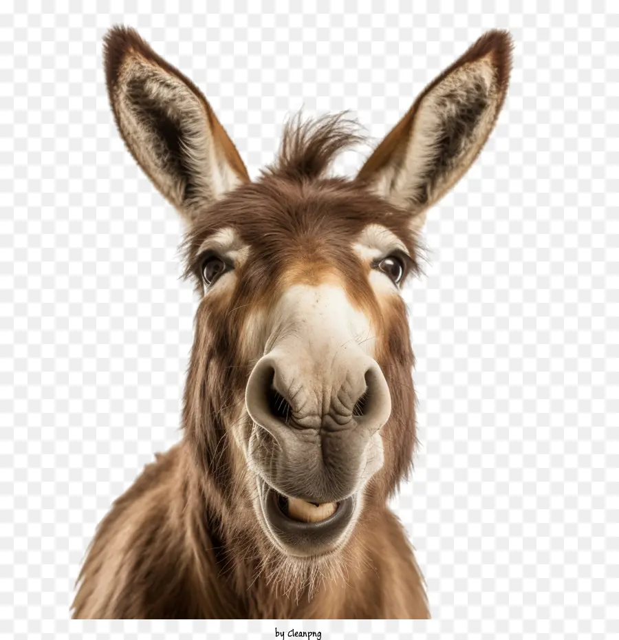 Burro，Animal PNG