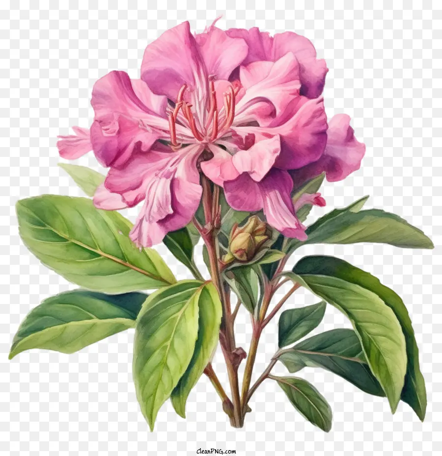 Flor Emoji，Flor Rosa PNG