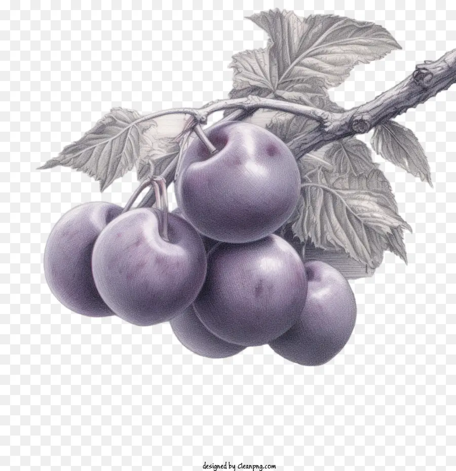 Ciruelas Frutas，Ciruelas PNG