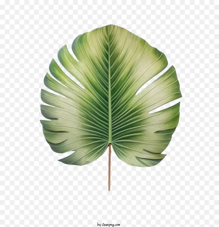 La Hoja De Palma，Verde Lima PNG