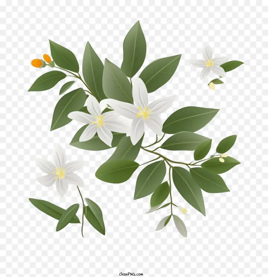 Flor De Jazmín，Flores Blancas PNG