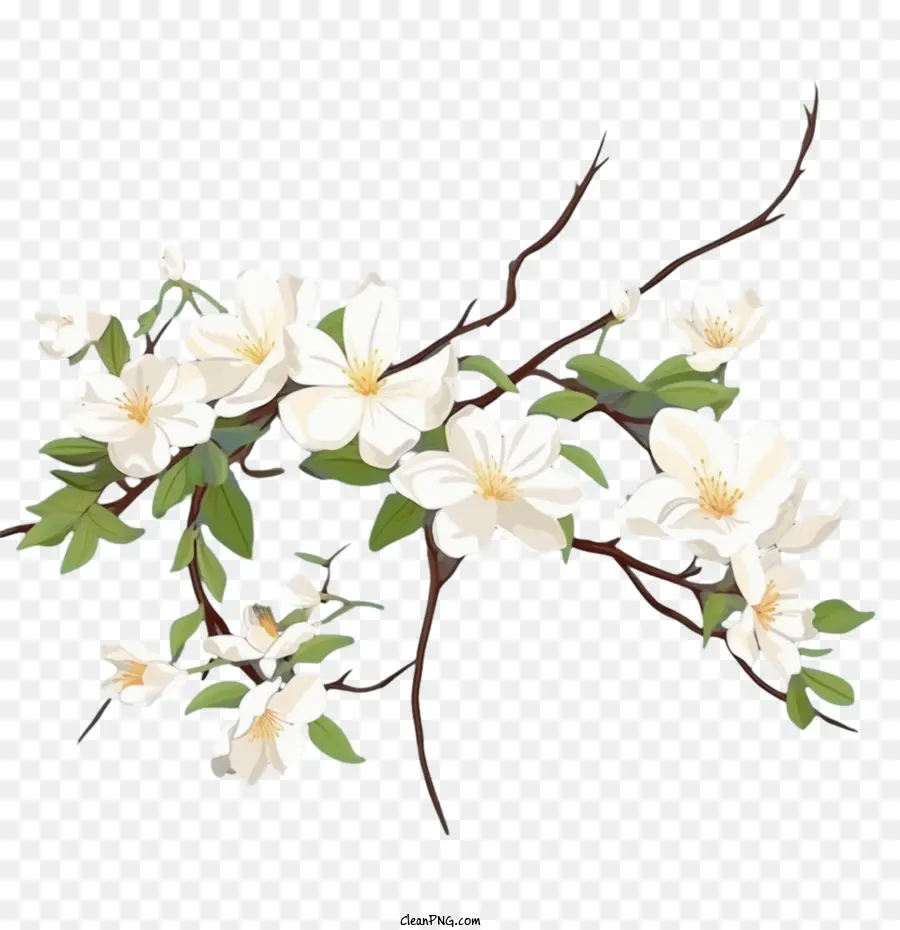 Flor De Jazmín，Blanco PNG