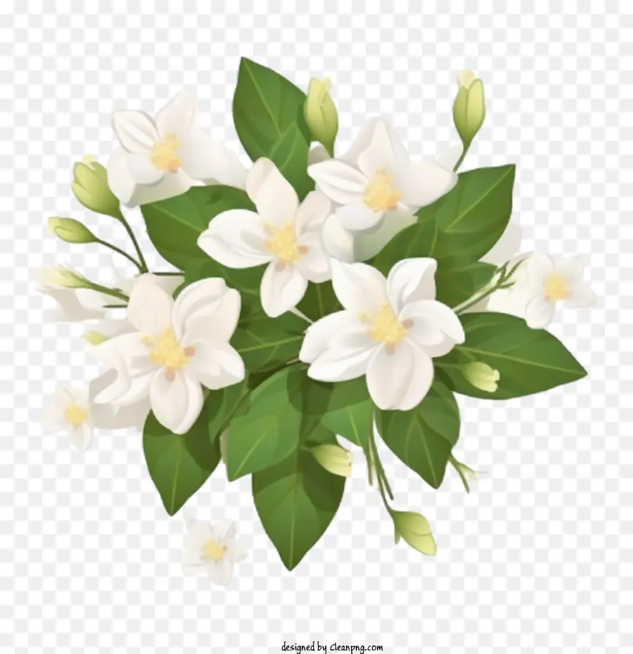 Flor De Jazmín，Ramo PNG