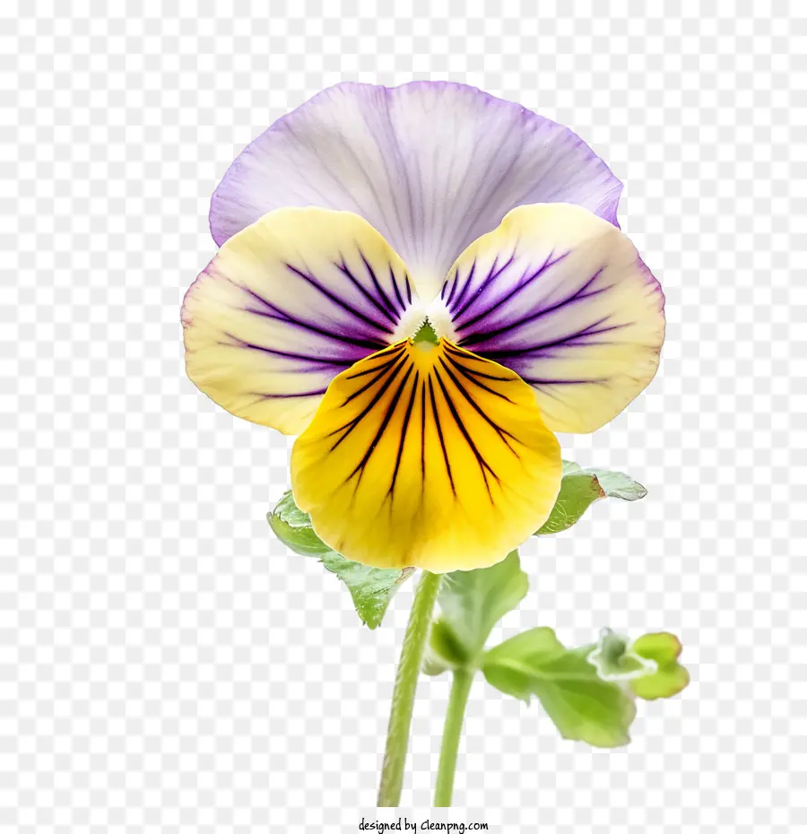 Pansy Flor，Amarillo PNG