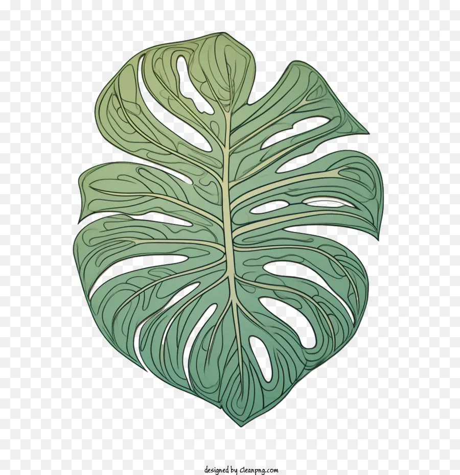 Monstera De La Hoja，Tropical PNG