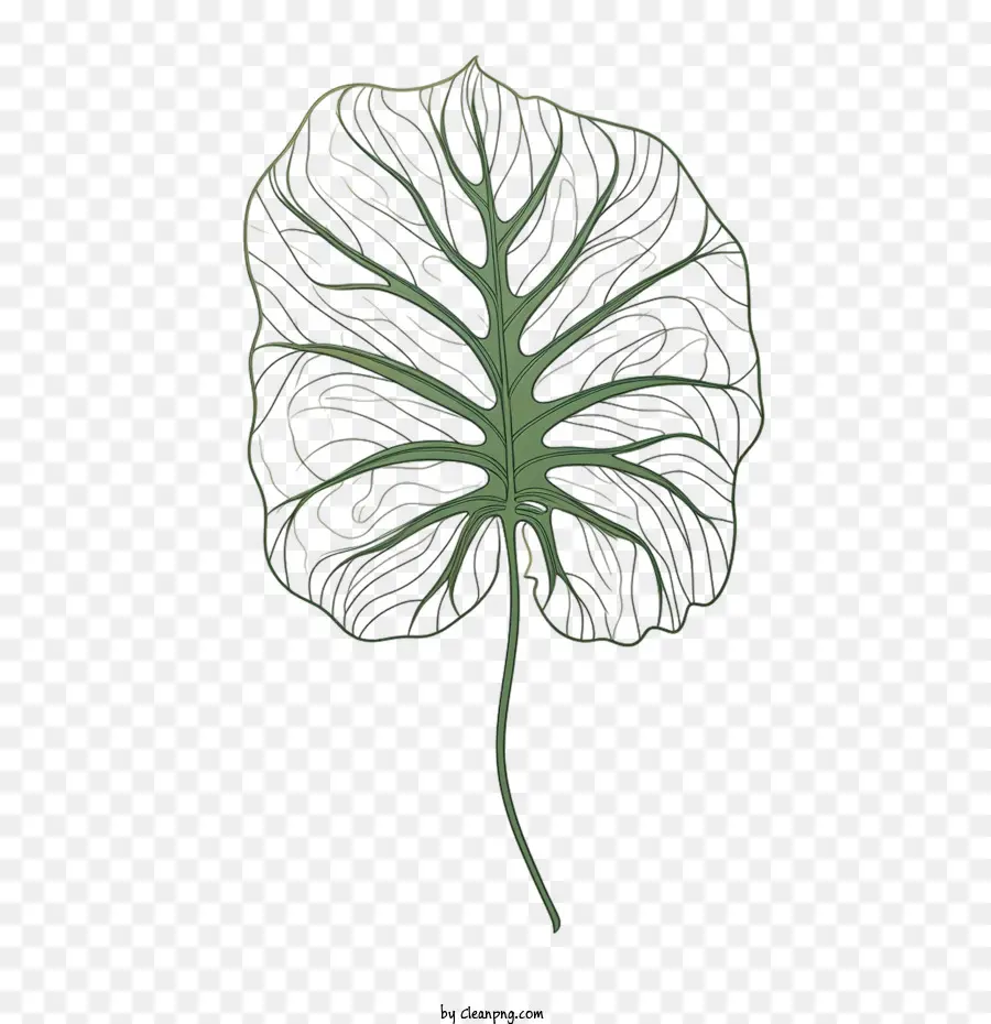 Monstera De La Hoja，Gigante PNG