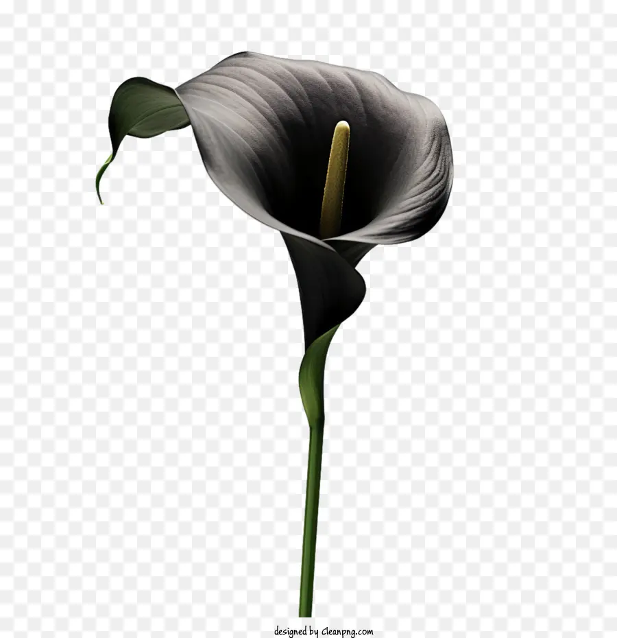 Calla Lily，Negro PNG