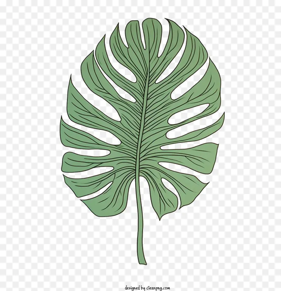 Monstera De La Hoja，Tropical PNG